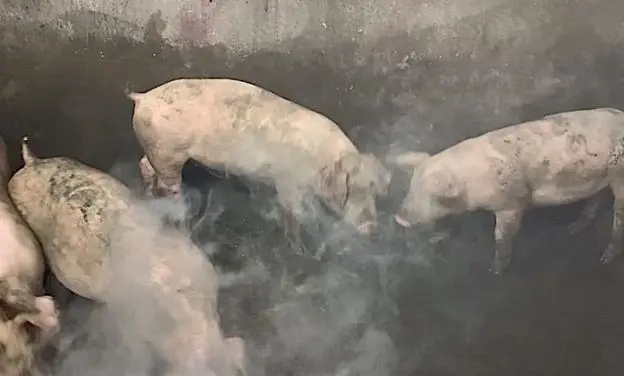 auditoria ambiental producción porcina - Cómo es la producción porcina en Argentina