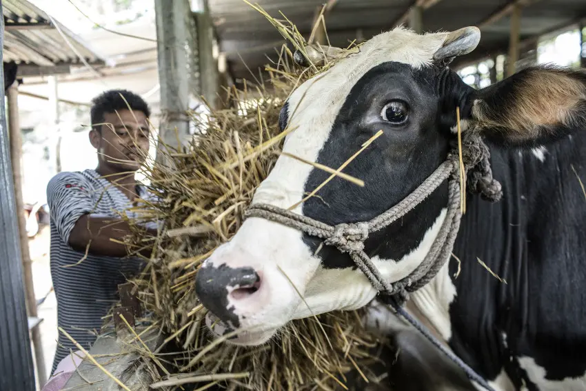 auditoria faena humanitaria bovina - Cómo se degüella una vaca