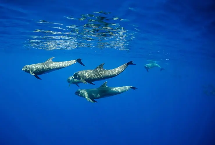 bulla auditoria cetaceo - Cómo se llama el animal que se parece al delfín