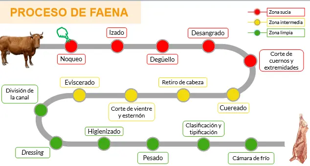 auditoria faena humanitaria bovina - Cuál es el proceso de faenamiento