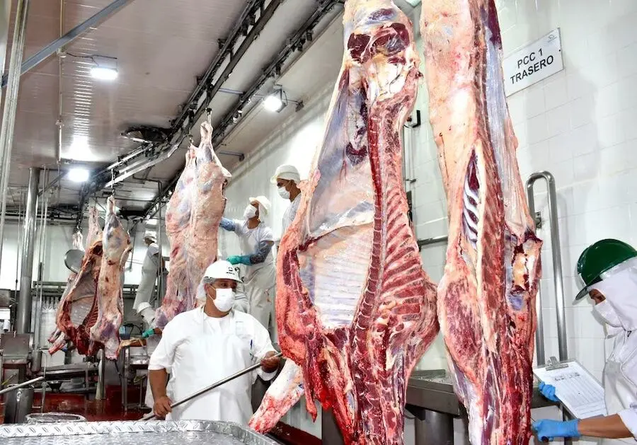 auditoria faena humanitaria bovina - Cuál es el proceso de sacrificio de ganado bovino