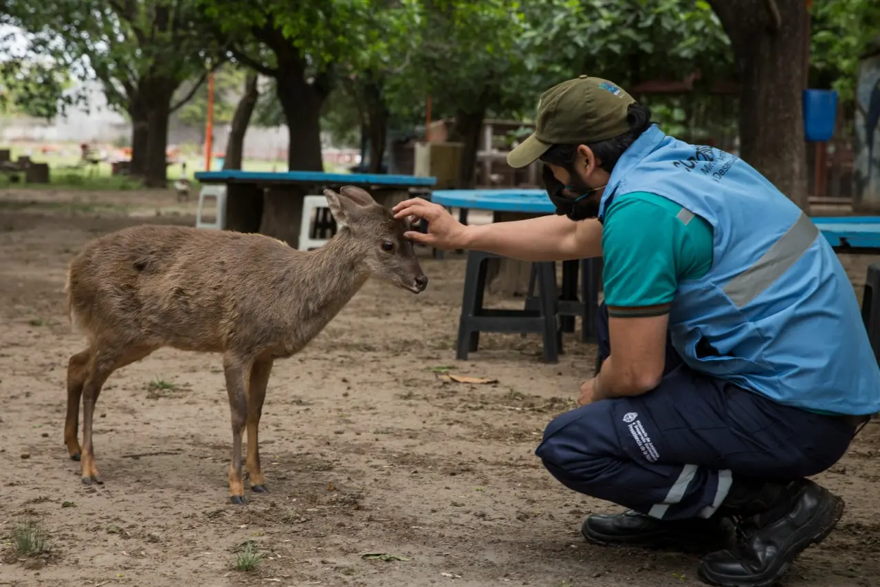 fiscalizacion animales argentina - Qué dice la Ley 2786 sobre los animales