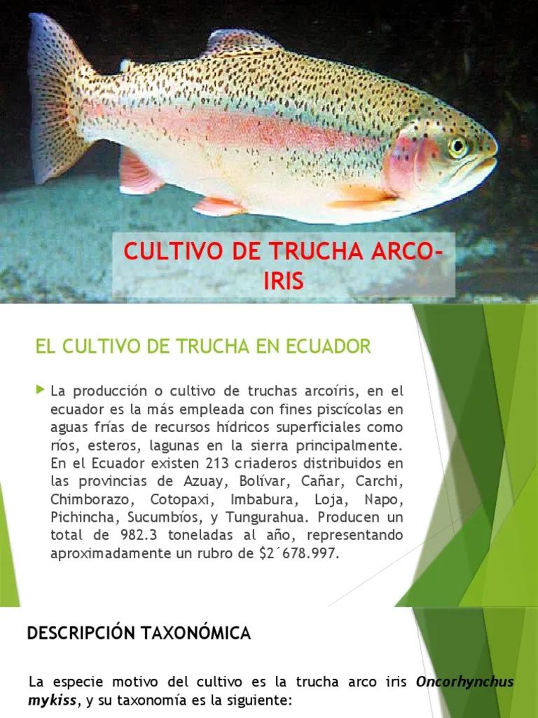 bolivia auditoria trucha - Qué es la piscicultura en Bolivia