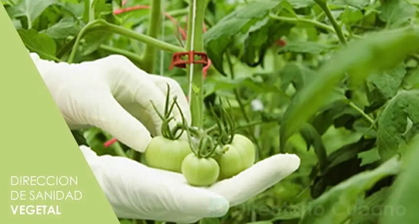 direccion de sanidad vegetal y fiscalizacion agricola - Qué hace la sanidad vegetal