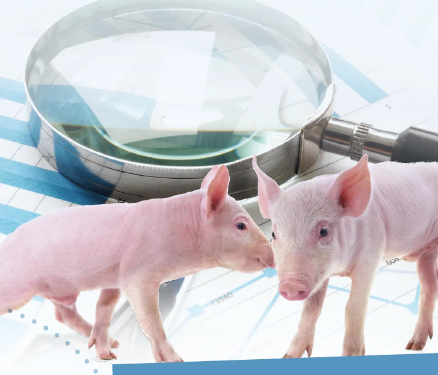 auditoria ambiental producción porcina - Qué se puede hacer con los desechos de los cerdos