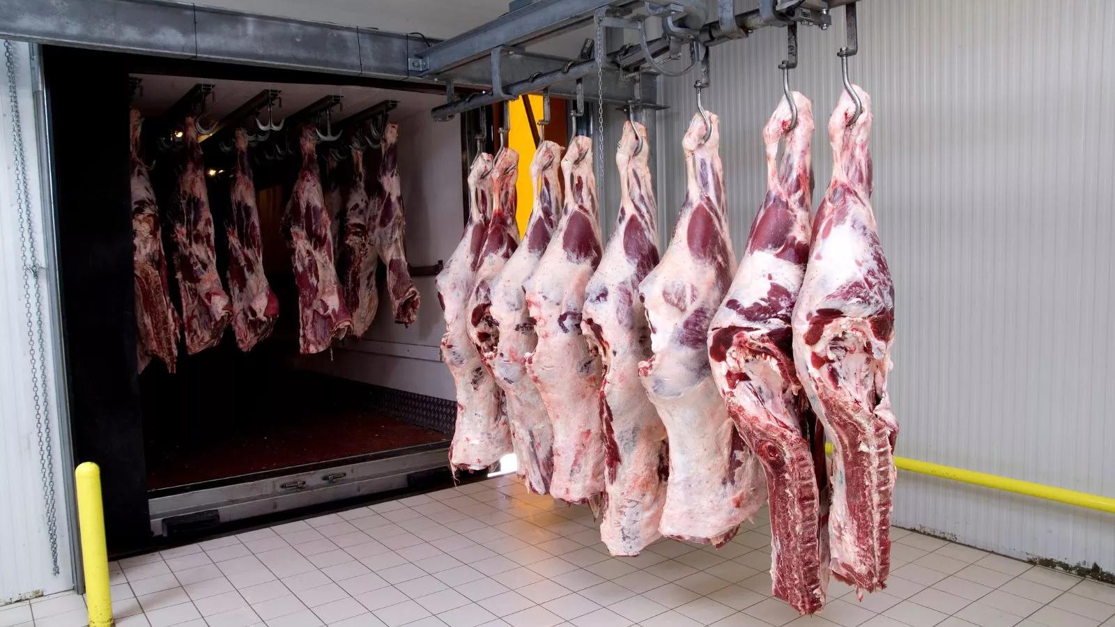 nuevas normas fiscalizacion en matatderos carne vacuna - Qué significa vacuno categoria V