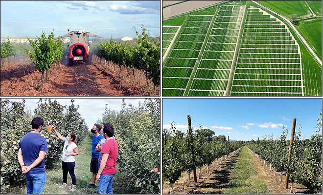 direccion de sanidad vegetal y fiscalizacion agricola - Qué son las Pupaas